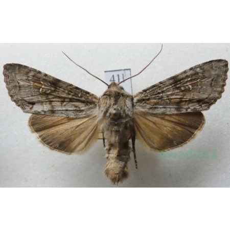 Eurois occulta (Linnaeus, 1758) Czech41l